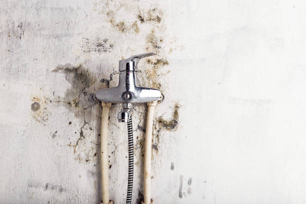 Best Basement Mold Remediation in Laguna Niguel, CA