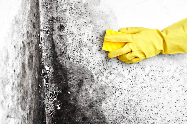 Best Emergency Mold Remediation in Laguna Niguel, CA