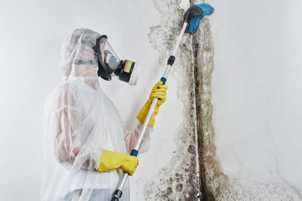 Best Mold Remediation for Specific Building Types in Laguna Niguel, CA