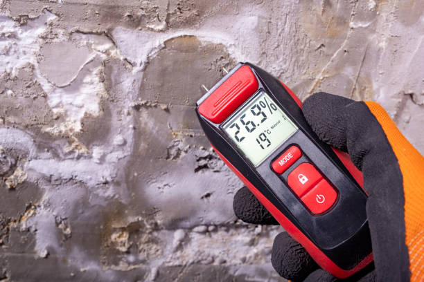 Best White Mold Remediation in Laguna Niguel, CA