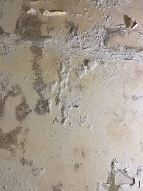 Best Industrial Mold Remediation in Laguna Niguel, CA