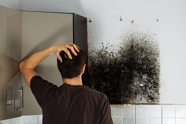 Best Post-Flood Mold Remediation in Laguna Niguel, CA