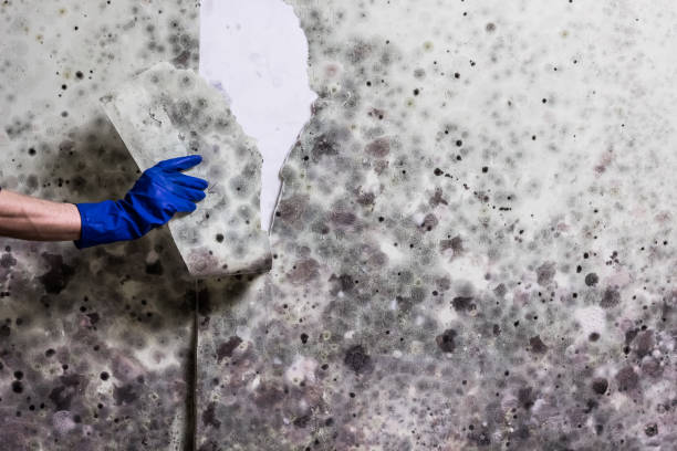 Best Attic Mold Remediation in Laguna Niguel, CA