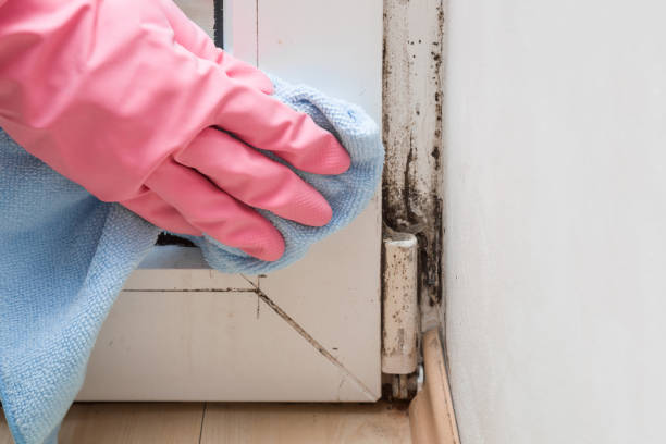 Best Localized Mold Remediation (e.g., coastal areas, humid climates) in Laguna Niguel, CA